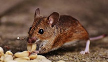 24 Hour & Emergency Exterminators in Piercetown, AR